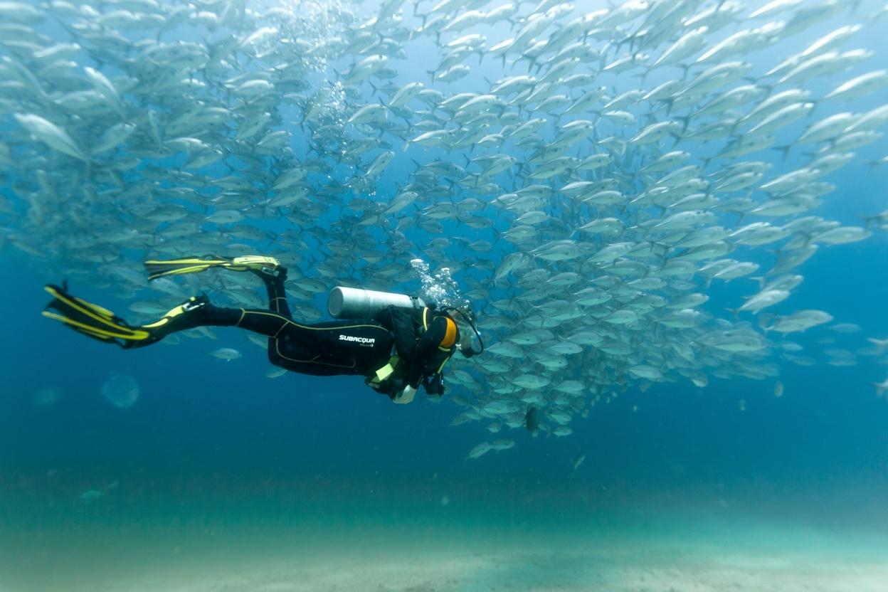 Taucher schwimmt unter einem Schwarm silberner Fische in klarem, blauem Wasser.